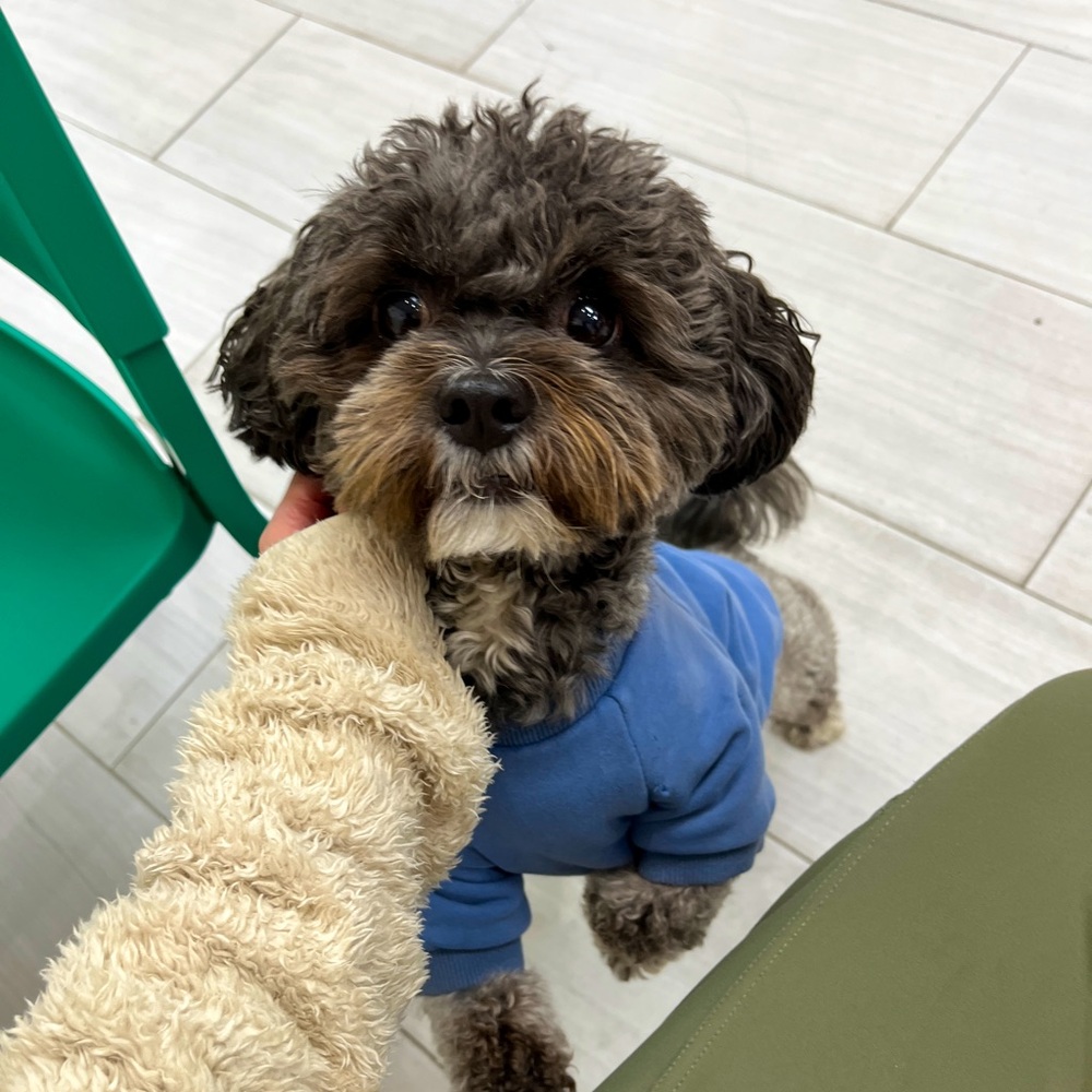 Meet your Posher, Annie